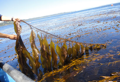 Seaweed farm