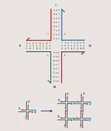 Sticky ends on branched DNA