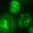 Single cells