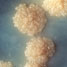 TB bacteria