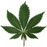 Tetrahydrocannabinol