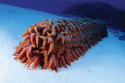 Sea cucumbers