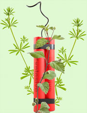 Caribbean plant and stick of dynamite