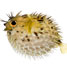 Tetrodotoxin