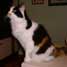Tortoiseshell cat