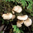 Trogia mushroom