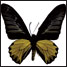 Triodes aeacus butterfly