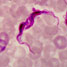 Trypanosoma brucei the sleeping sickness parasite