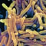 Tuberculosis bacteria