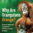 Book cover - Why are orangutans orange?