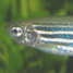 zebrafish
