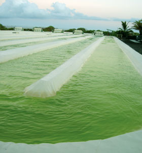 Algae ponds in Kona, Hawaii
