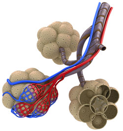 Alveoli