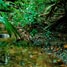 Amazon rainforest