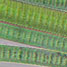 Blue-green algae