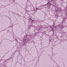 Amyloid fibrils