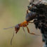Ant