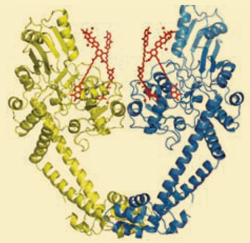Gyrase dimer and the four simocyclinone molecules it interacts with