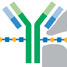 Y-shaped antibody