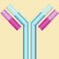 Antibody
