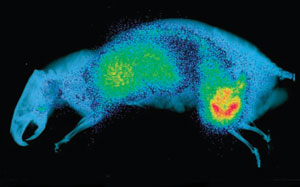 PET scan of a rat with tumours