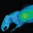 PET scan of a rat with tumours