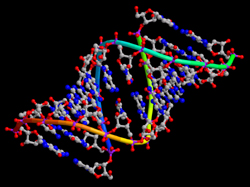 RNA