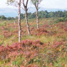 Flanders Moss