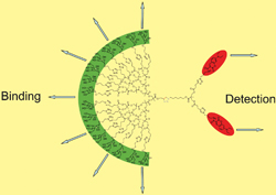 dendrimer