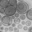 liposomes