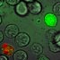 Detecting apoptosis