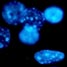 Fluorescing DNA