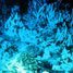 Evolution of life in ocean depths