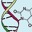 DNA