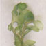 liverwort