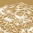 Rat skeletal myoblasts patterned on a hydrogel