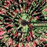 Lobule containing radial arrangement of hepatocytes and endothelial cells
