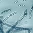 Streptomyces