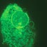 Cells imaged with fluorescent quantum dots