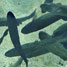 Fish-farmed trout