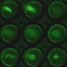 Cells expressing green fluorescent protein