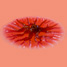 Bacterial colony