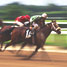 Race horse