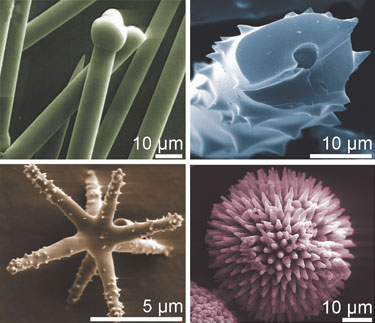 Sponges use silica to make an array of nanostructures