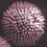 Spiky sponge