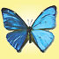 Blue Morpho butterfly