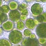 Microalgae within a silica coating