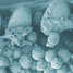 SEM micrograph of hepatocytes three-dimensionally immobilized in a microfluidic channel