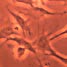 Optical micrograph of neuron population
