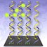 A microarray of oligonucleotide probes